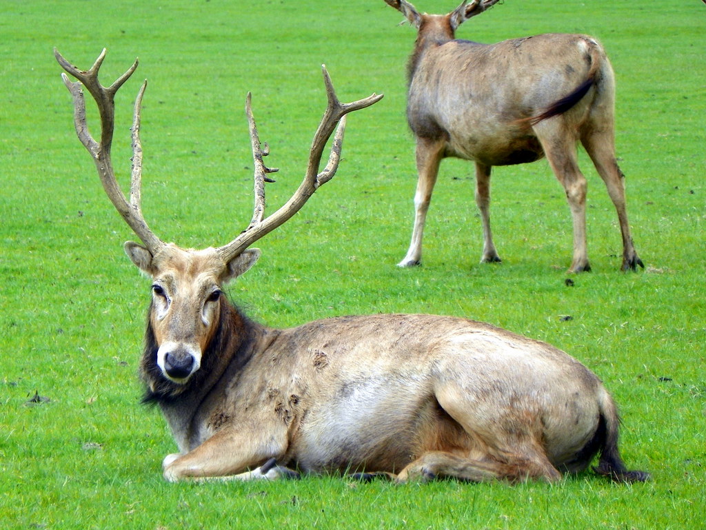 pere david The Scottish Deer Centre